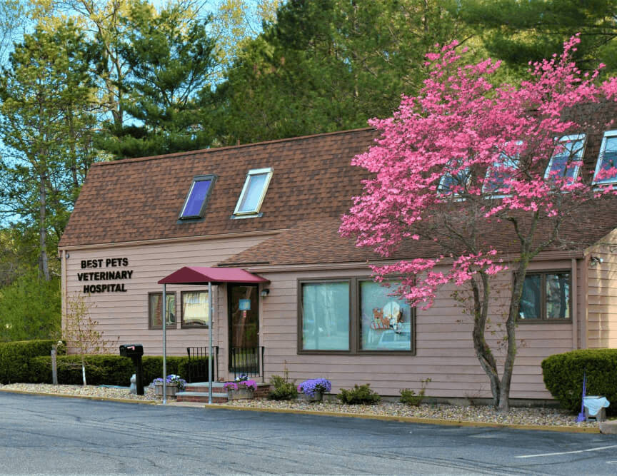 Emergency vet in Tewksbury