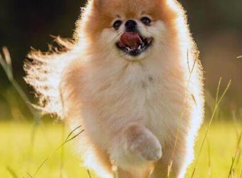 5 Tips for Selecting the Best Flea and Tick Prevention For Your Dog