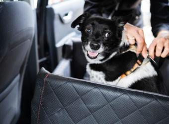 Buckle Up! How to Practice Good Car Safety for Pets